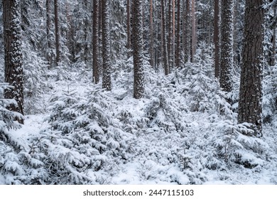 Cold winter view from a snowy forest in Sweden, with snow covered pine and fir trees and a layer of snow on the forest floor - Powered by Shutterstock