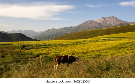 The Cole Flowers In The Morning Of Qilian County In Qinghai Tibet Plateau.