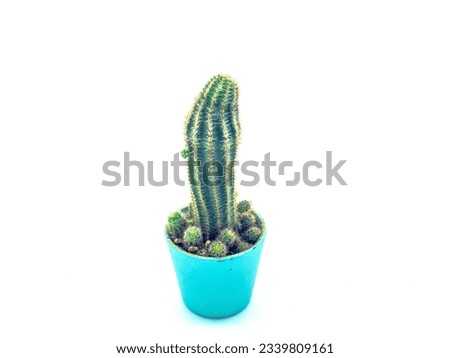 Coleocephalocereus is a genus of erect and semi-erect columnar cacti from Brazil. These species develop a cephalium with wool and bristles. They are common to the inselbergs of the Brazilian Atlantic 