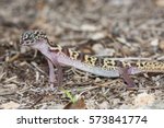 Coleonyx variegatus bogerti, western banded gecko from the southwestern United States, portrait  in Arizona