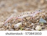 Coleonyx variegatus bogerti, western banded gecko from the southwestern United States, portrait in Arizona