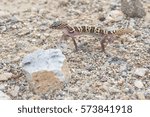 Coleonyx variegatus bogerti, western banded gecko from the southwestern United States, portrait  in Arizona