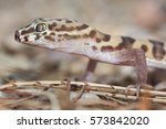 Coleonyx variegatus bogerti, western banded gecko from the southwestern United States, portrait in Arizona