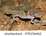 Coleonyx variegatus, western banded gecko licking his eye at night in the Mojave desert