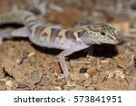 Coleonyx variegatus variegatus, western banded gecko from the southwestern United States, portrait in Mojave desert