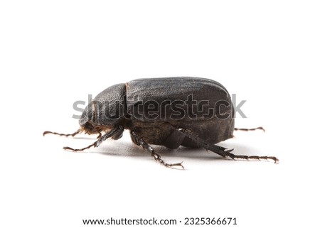 Coleoptera black scarabaeidae beetle isolated white background