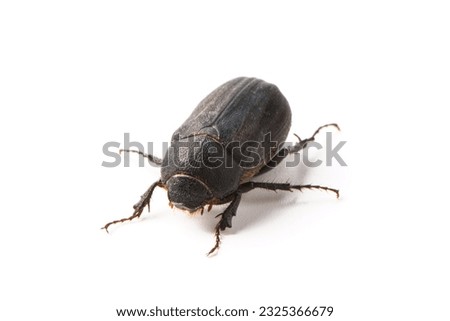 Coleoptera black scarabaeidae beetle isolated white background