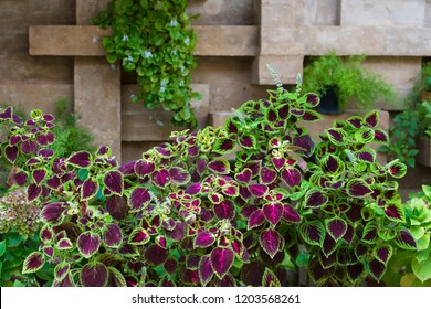 Coleus Blumei Plant