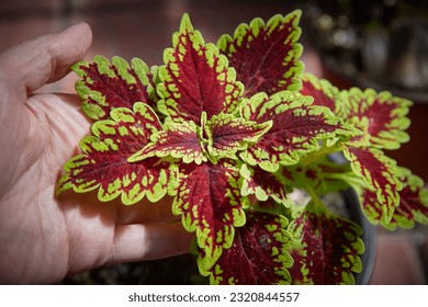 Coleus Blumei Plectranthus scutellarioides. Name of the plant variety Sultana. Coleus leaves in hand close-up.