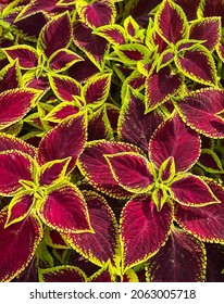 Coleus flower foliage background. Beautiful perspective of natural red coleus plant leaves