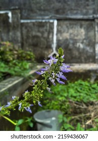 Coleus Forskohlii Flowers That Have Just Bloomed Around The Yard