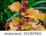 Coleus in the gardens of OKC