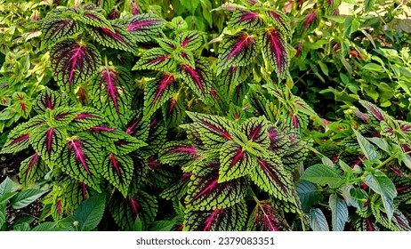 Coleus is a genus of annual or perennial herbs or shrubs, sometimes succulent, sometimes with a fleshy or tuberous rootstock, found in the Afro-Eurasia tropics and subtropics. Leaves of Coleus.