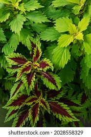 Coleus Grows In A Suburban Garden, Will County, Illinois