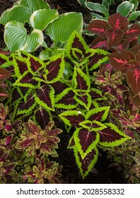 Coleus And Hosta Grows Together In A Suburban Garden, Will County, Illinois