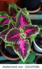 Coleus Leaf From The Top With 4 Big Leaf And 2 Small Leaf