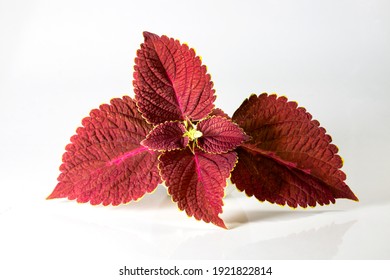 Coleus or Painted Nettles leaves in studio. Plectranthus scutellarioides, or Miana leaves or Coleus Scutellarioides, Coleus Blumei is herbs, species of flowering plant in the family of Lamiaceae.
