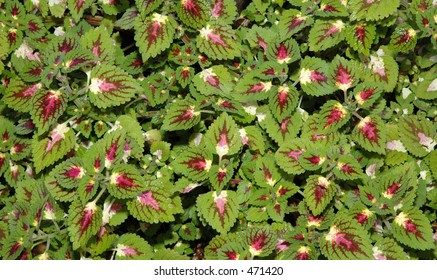 Inky Finger Coleus Images Stock Photos Vectors Shutterstock