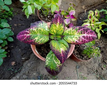 Coleus plant. Beautiful coleus flower, bright green and red leaves. Variety - avatar. Floriculture. A flowerbed with decorative flowers. Gardening. Colorful plant in the garden. Coleus in a pot