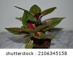 Coleus plant ‘Ruby Road’ pink and green