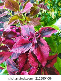 Coleus plants on the window. Various varieties of Coleus. Growing flowers. Blooming windowsill. Floriculture, horticulture. Beautiful autumn leaves. Banner, Leaf texture. Banner for the site