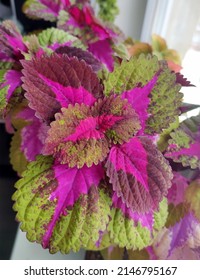 Coleus plants on the window. Various varieties of Coleus. Growing flowers. Blooming windowsill. Floriculture, horticulture. Beautiful autumn leaves. Banner, Leaf texture. Banner for the site. blur