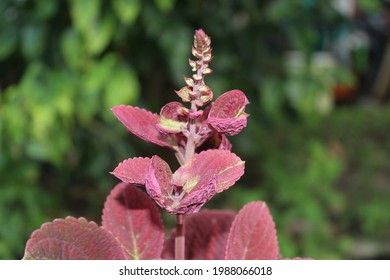 Coleus Ruby Slipper, Gorgeous Red Color