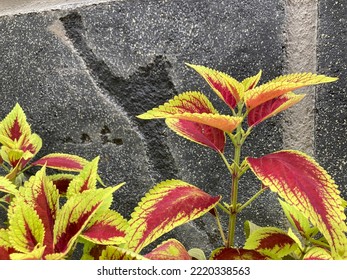 Coleus Scutellarioides Or Yellow Miana