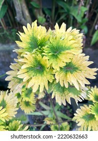 Coleus Tilt A Whirl Yellow