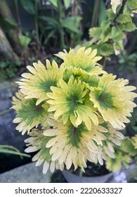 Coleus Tilt A Whirl Yellow