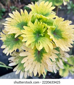 Coleus Tilt A Whirl Yellow