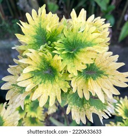 Coleus Tilt A Whirl Yellow