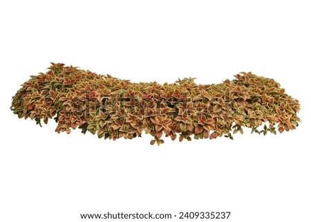 Coleus Trusty Rusty bush, isolated on white background, clipping path included.
