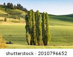 Colfax, Washington, USA. Lombardy poplar trees in a wheat field in the Palouse hills.