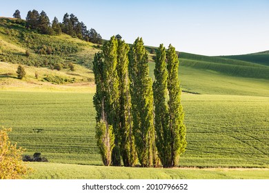 Colfax, Washington, USA. Lombardy poplar trees in a wheat field in the Palouse hills. - Shutterstock ID 2010796652