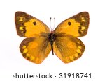 Colias eurytheme or the Orange Sulphur butterfly