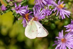 Colias Philodice Or Clouded Sulphur Butterfly Clinging To A Purple Wildflower