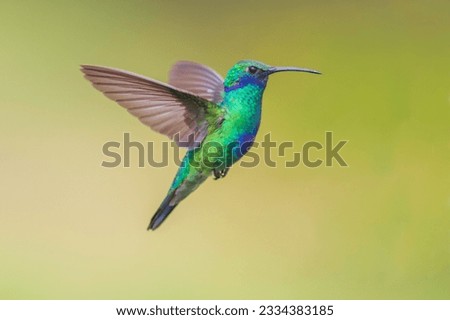 a Colibri coruscans flies looking for flowers to feed on