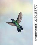 Colibri coruscans - Sparkling Violetear