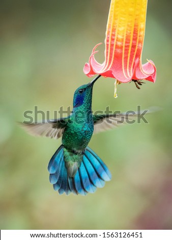 Colibri thalassinus, Mexican violetear The Hummingbird is hovering and drinking the nectar from the beautiful flower in the rain forest. Nice colorful background.
