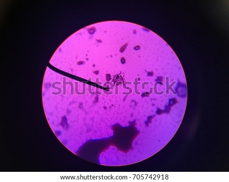 Coliforms under Light Microscope 100x