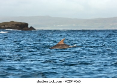 Coll Island, Scotland, Hebrides, Bottlenose Dolphin