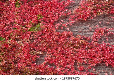 Collaboration scene of Red brick wall and beautifully colored Ivy (Tsuta) leaves at Hakodate, Hokkaido - Powered by Shutterstock