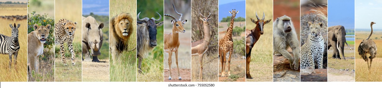 Collage Of 14 African Wildlife Animal 