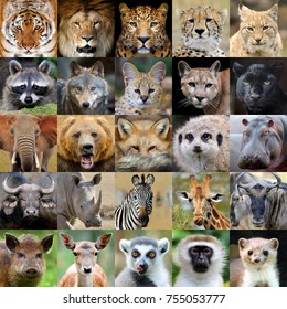 Collage With 25 Wildlife Animal Portrait