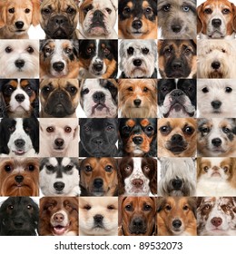 Collage of 36 dog heads