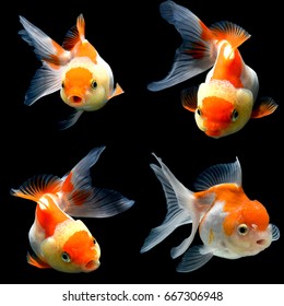 Collage Of 4 Gold Fish Isolated On Black Background