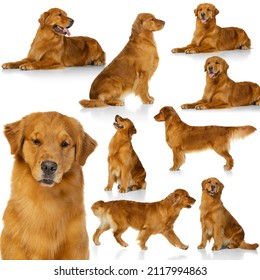 Collage About Beautiful Purebred Dog, American Golden Retriever Isolated Over White Background. Concept Of Motion, Beauty, Vet, Breed, Action, Pets Love, Animal Life. Copy Space For Ad.