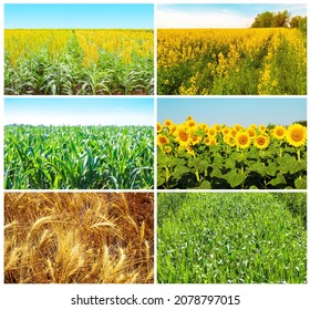 Collage About Wheat Field, Green Soft Winter Wheat, Sorghum Cultivation And Sunflower Seeds In The Fields At Ukraine. The Farm, Agriculture Farming Concept