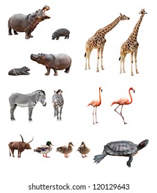 Collage Of African Animals In Front Of White Background